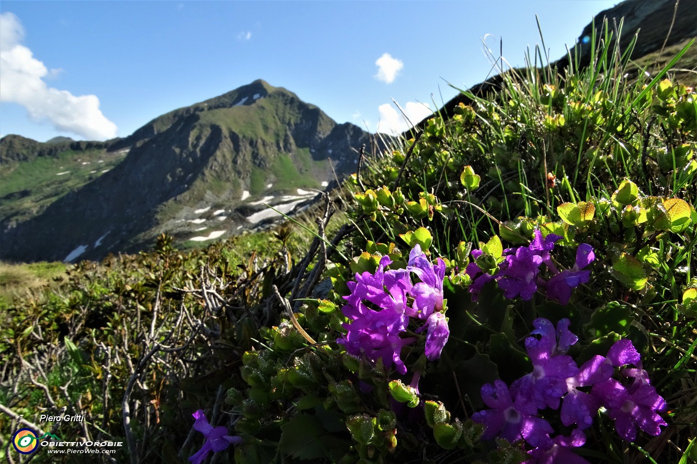 20 Numerose fioriture di Primula irsuta (Primula hirsuta) con vista in Fioraro.JPG